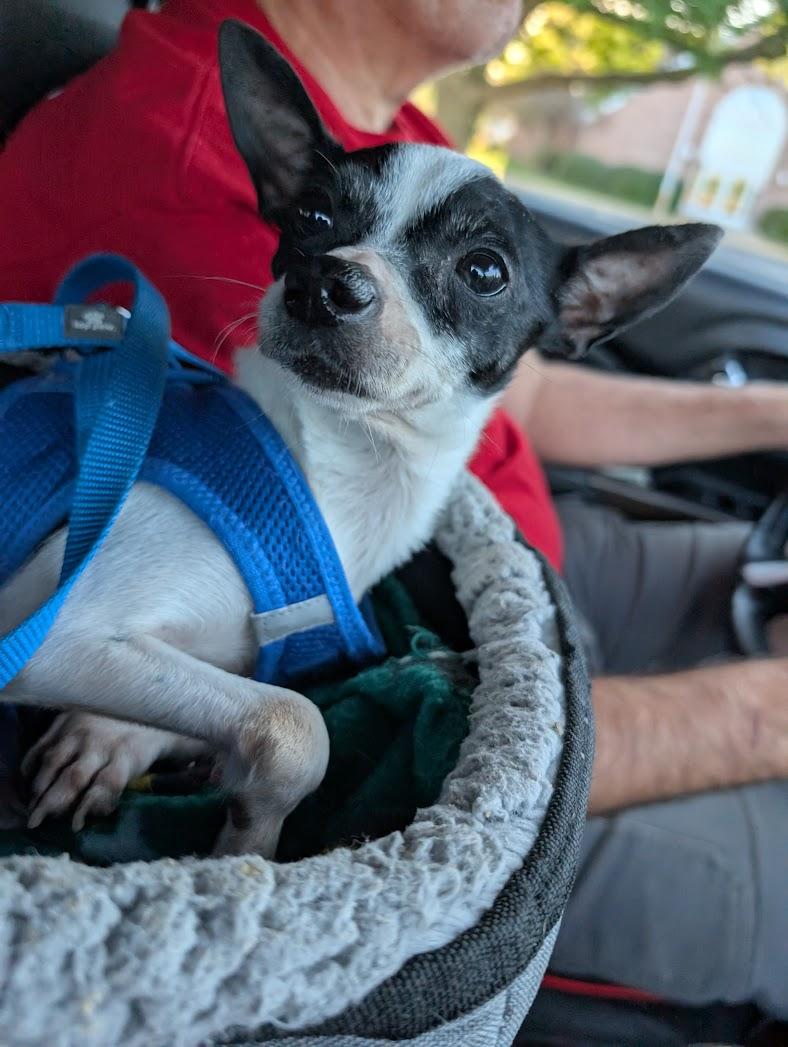 Enlarge Alice, a Adoptable mixed breed in Dayton, OH image 4/5