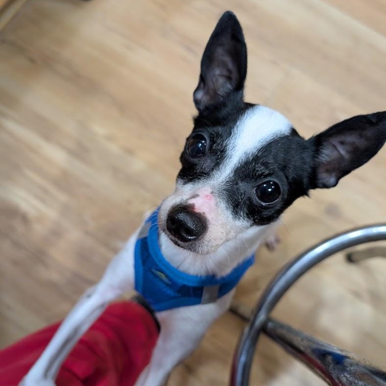 Alice, Adoptable, Adult Female Chihuahua.