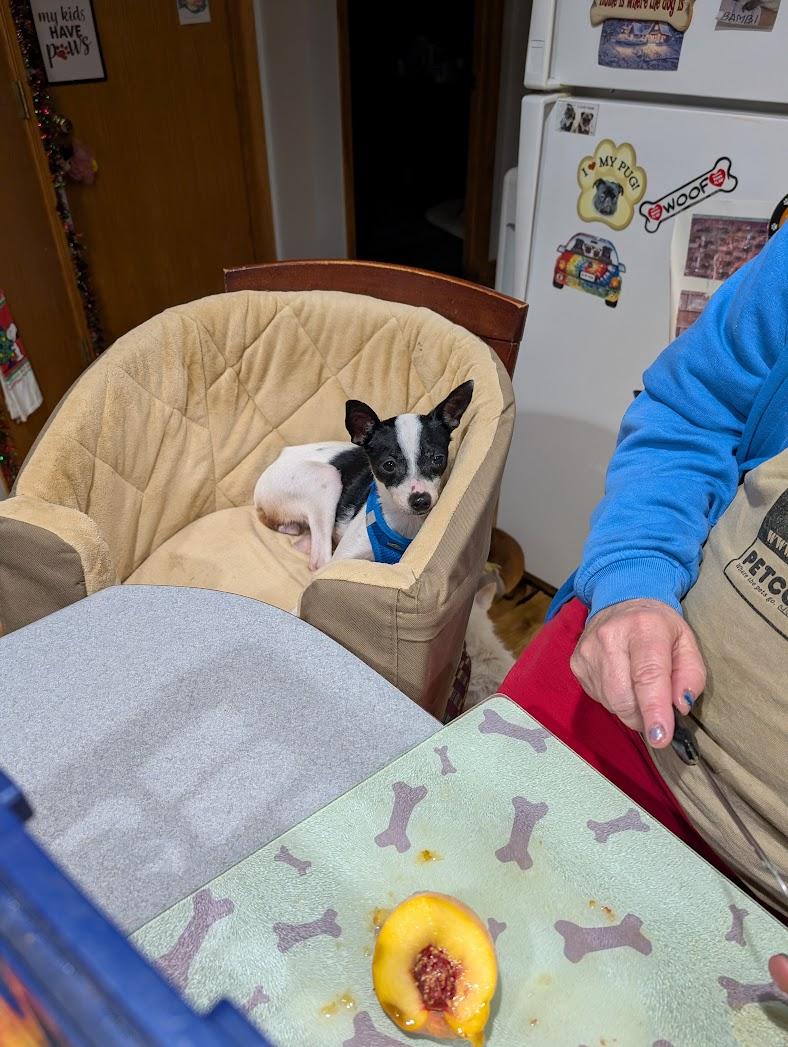 Enlarge Alice, a Adoptable mixed breed in Dayton, OH image 5/5