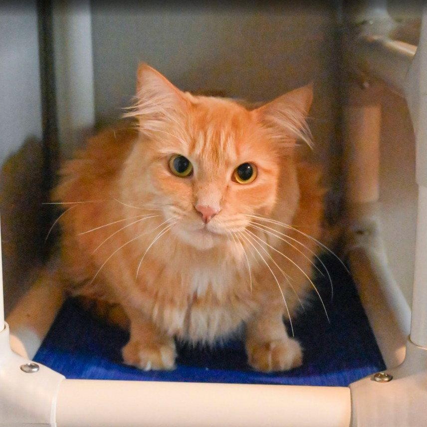 Enlarge Orange Roughy, a Adoptable Domestic Medium Hair in Hampstead, NC image 1/3