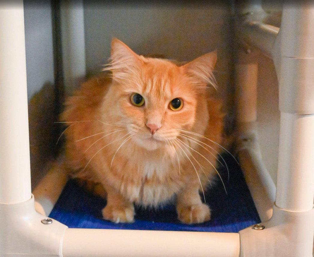 Orange Roughy, a Adoptable Domestic Medium Hair in Hampstead, NC image 1/3