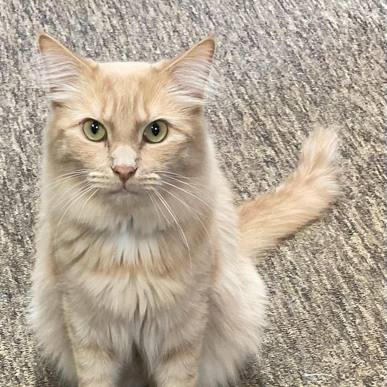 Orange Roughy, Adoptable, Adult Male Domestic Medium Hair.