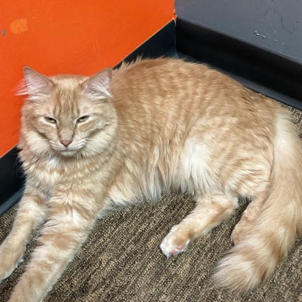 Enlarge Orange Roughy, a Adoptable Domestic Medium Hair in Hampstead, NC image 3/3