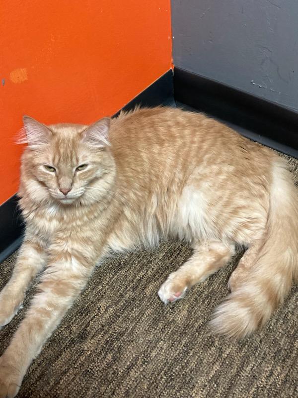 Orange Roughy, a Adoptable Domestic Medium Hair in Hampstead, NC image 3/3