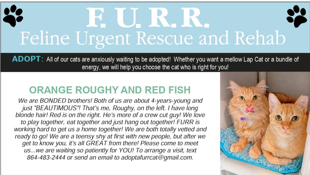 Enlarge Orange Roughy, a Adoptable Domestic Medium Hair in Hampstead, NC image 1/3