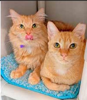 Enlarge Orange Roughy, a Adoptable Domestic Medium Hair in Hampstead, NC image 2/3