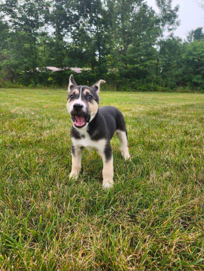 Badger, Adopted, Puppy Male Husky.