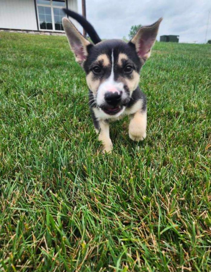 Enlarge Badger, a Adopted Husky in Painesville, OH image 2/5