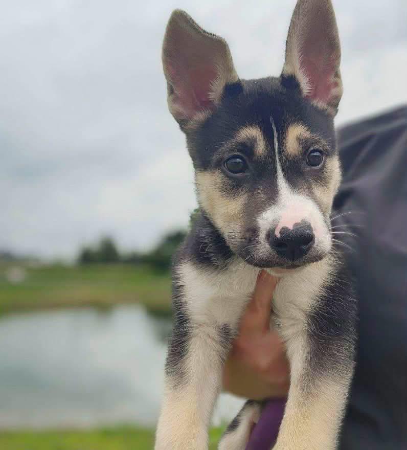 Enlarge Badger, a Adopted Husky in Painesville, OH image 3/5