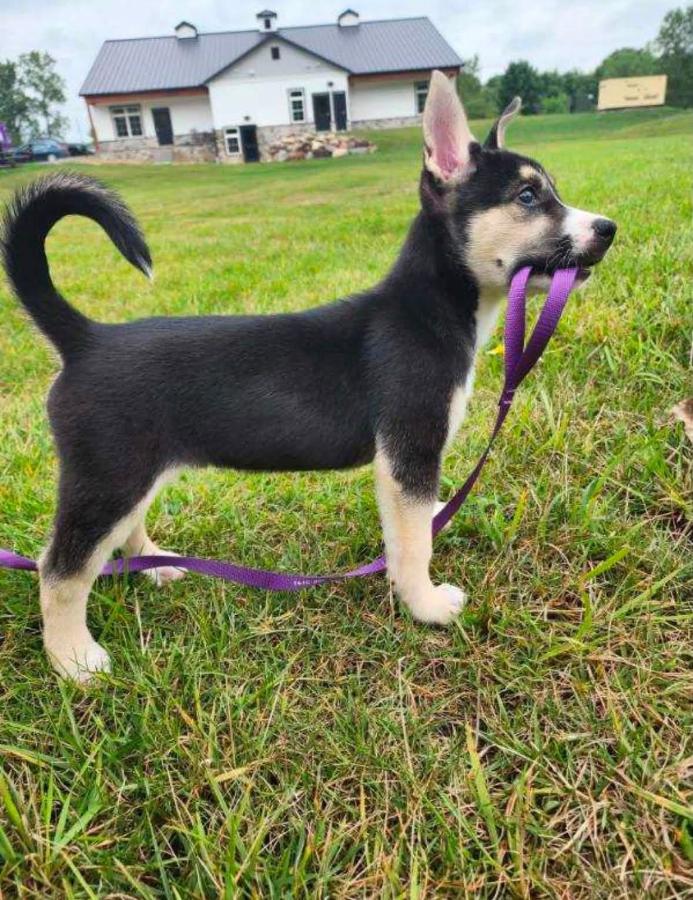 Enlarge Badger, a Adopted Husky in Painesville, OH image 4/5