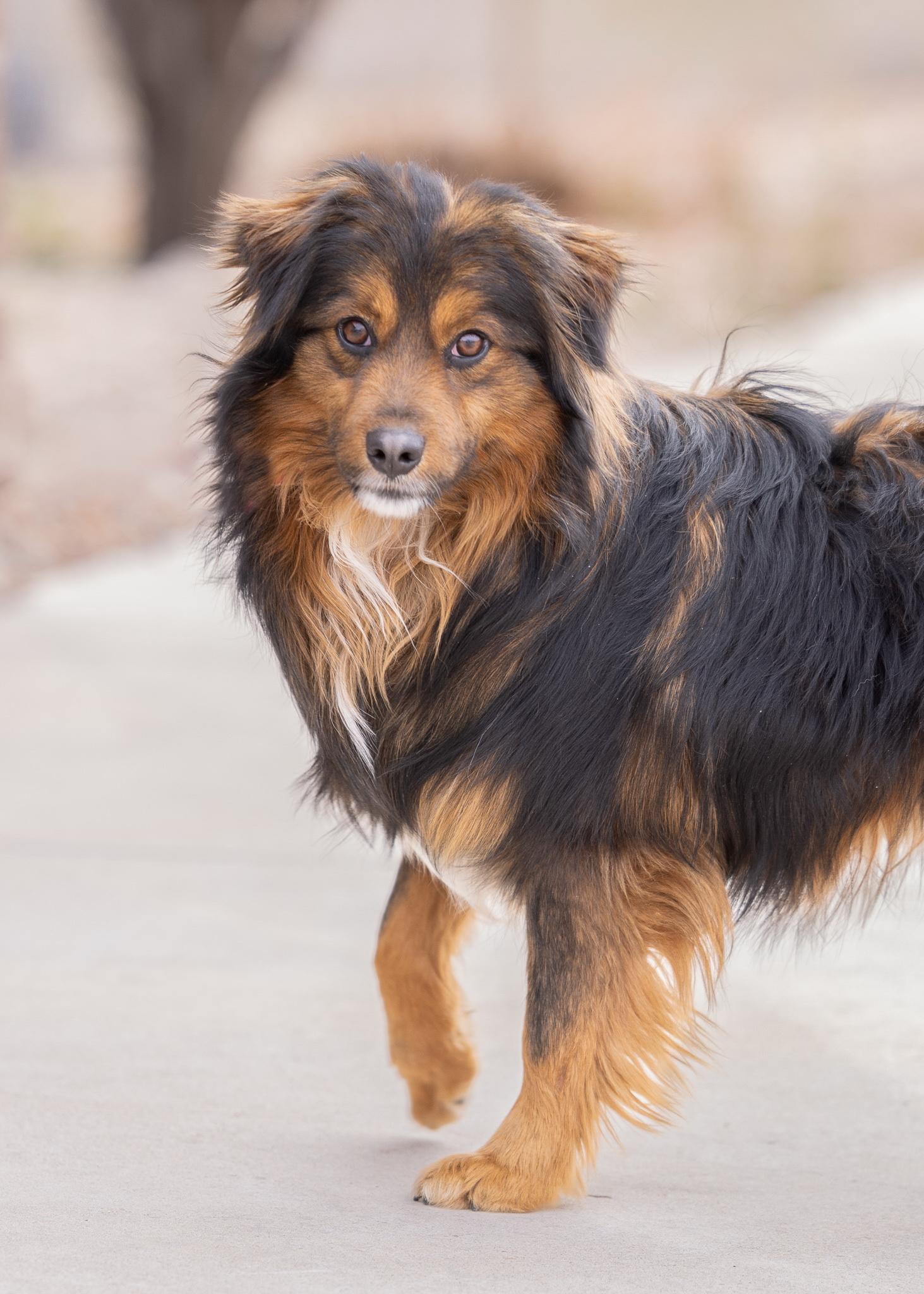EDDY, ADOPTABLE, Young Male Tibetan Spaniel.