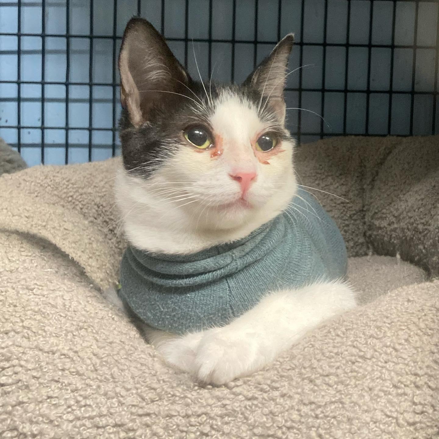 Enlarge Sophie, a Adoptable Domestic Short Hair in Los Alamitos, CA image 1/6