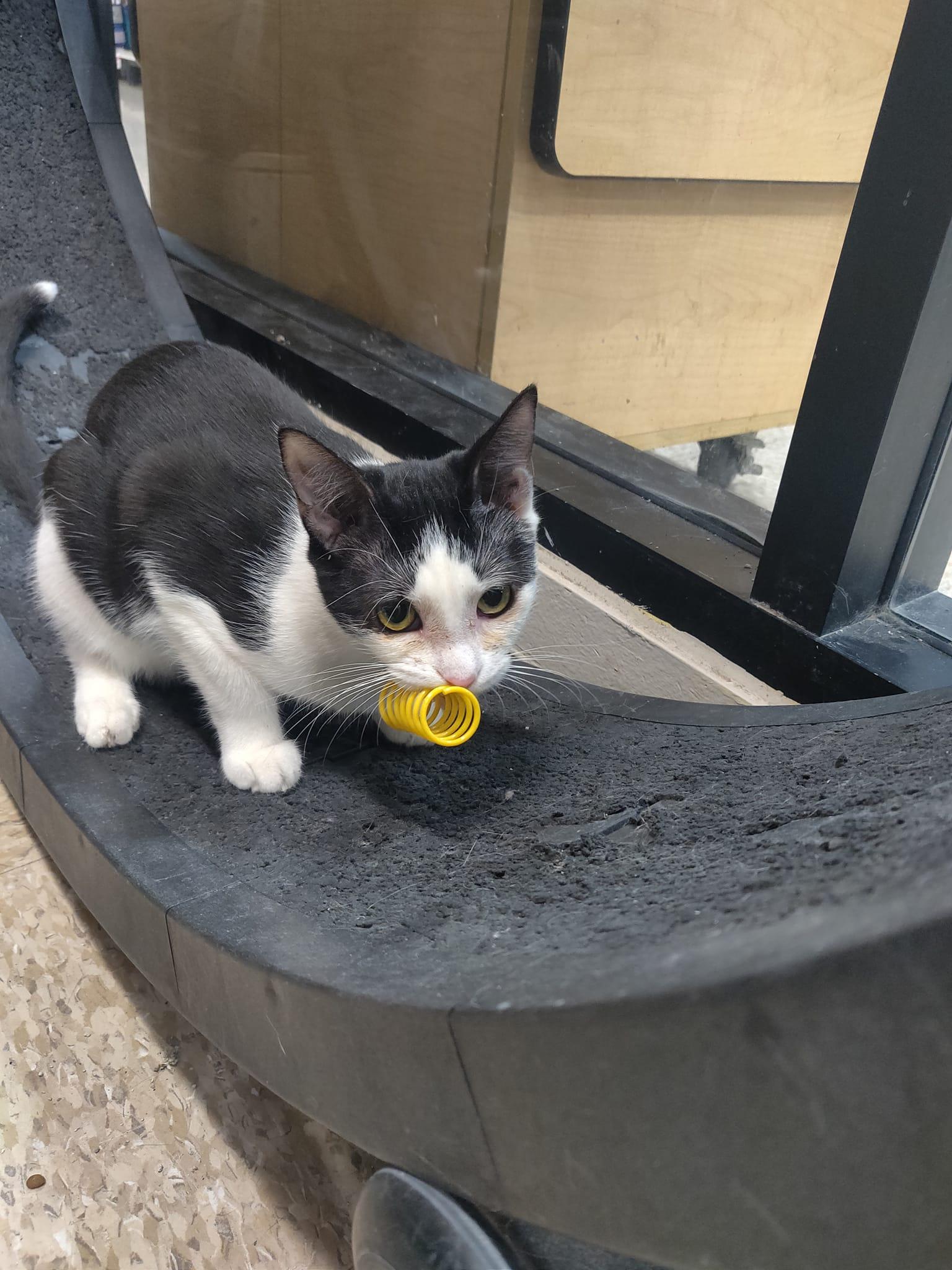 Enlarge Sophie, a Adoptable Domestic Short Hair in Los Alamitos, CA image 2/6