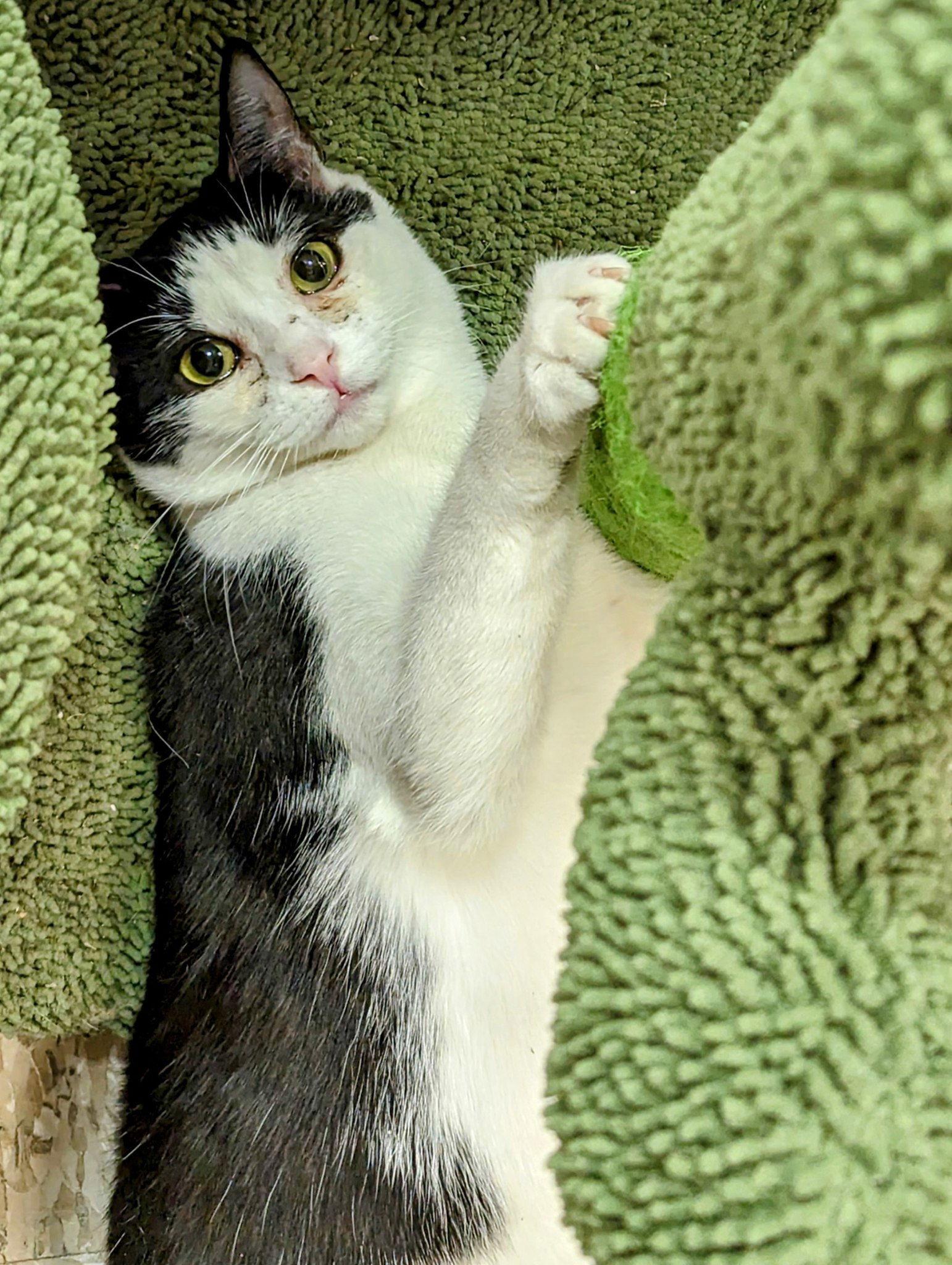 Enlarge Sophie, a Adoptable Domestic Short Hair in Los Alamitos, CA image 3/6