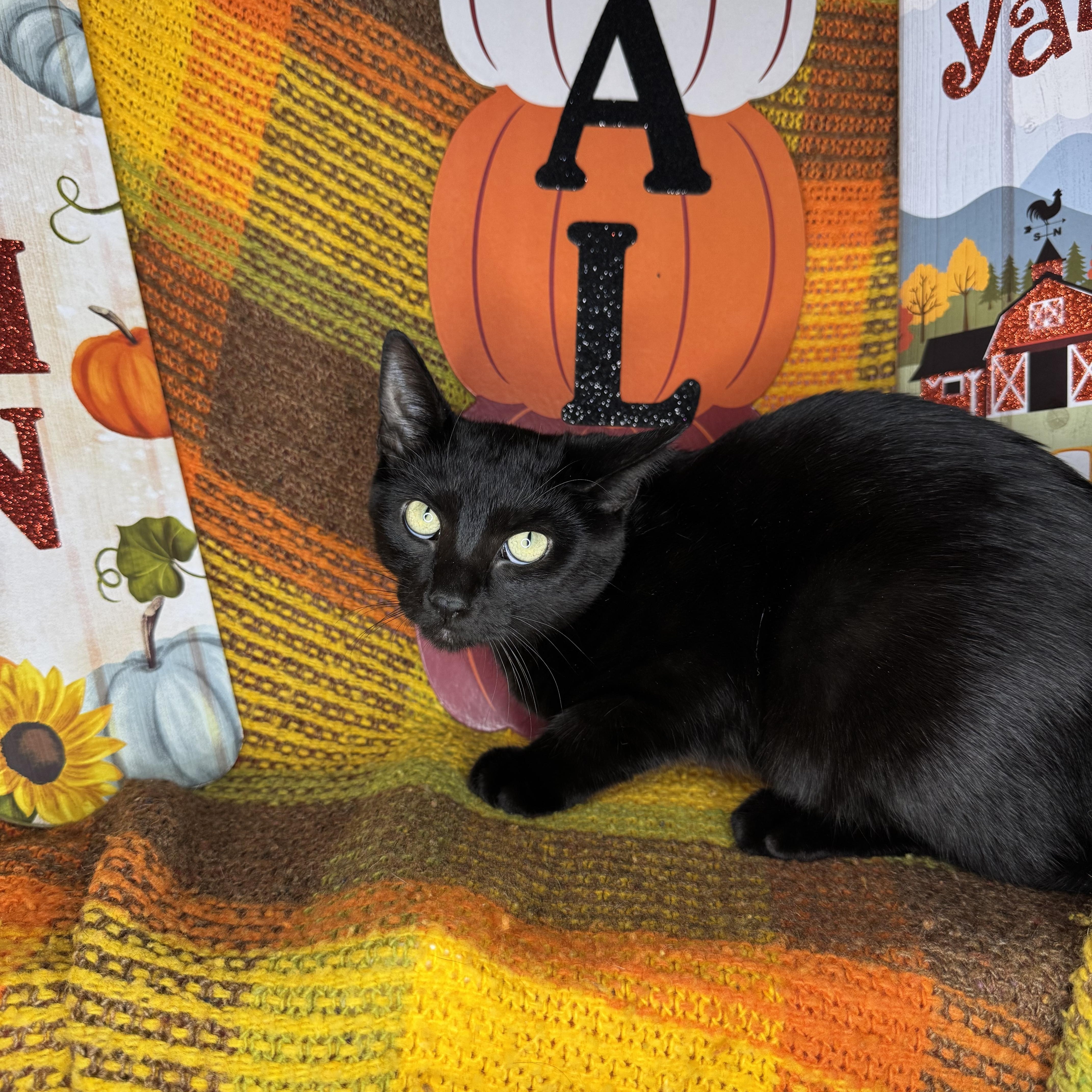 Enlarge Iridessa, a Adoptable mixed breed in Mount Vernon, IL image 6/6