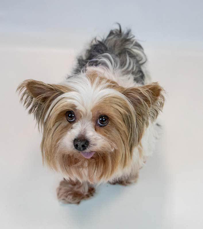Enlarge Judith, a Adopted mixed breed in Kennesaw, GA image 6/6