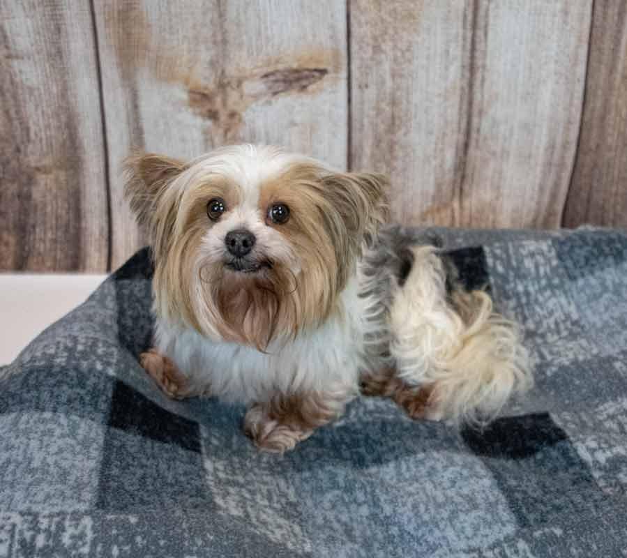 Enlarge Judith, a Adopted mixed breed in Kennesaw, GA image 5/6