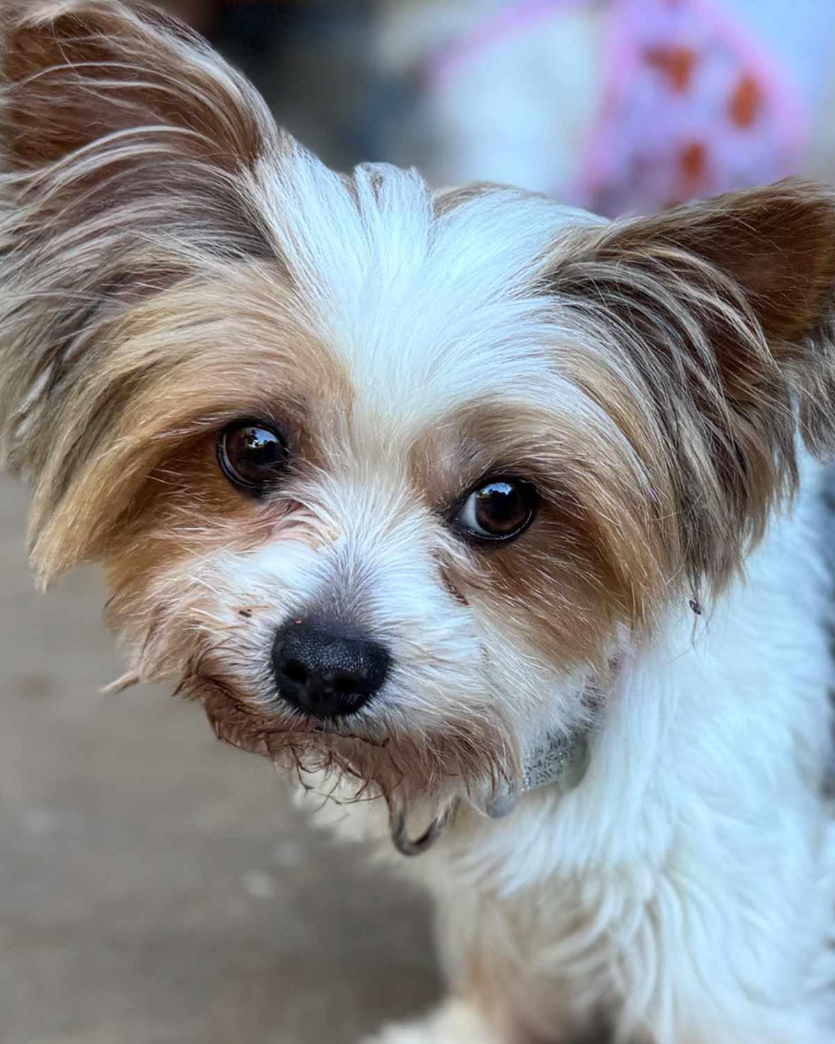 Judith, Adopted, Adult Female Yorkshire Terrier & West Highland White Terrier / Westie.