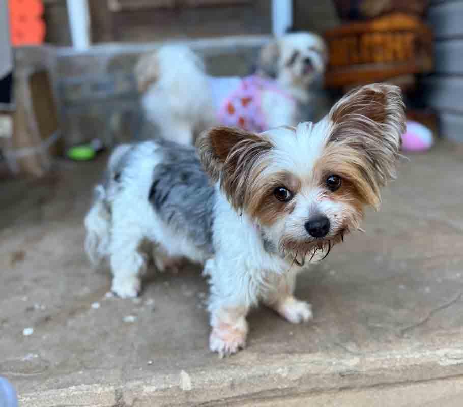Enlarge Judith, a Adopted mixed breed in Kennesaw, GA image 2/6