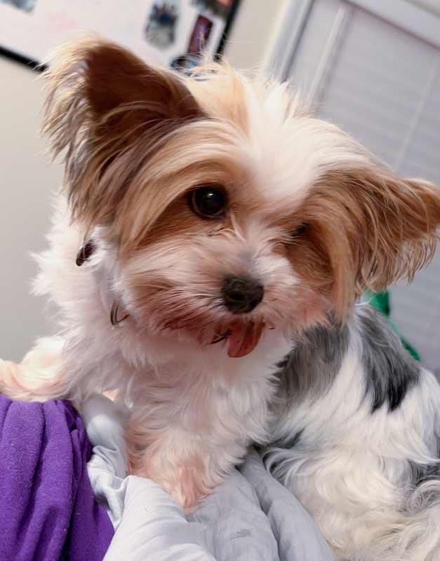 Enlarge Judith, a Adopted mixed breed in Kennesaw, GA image 4/6