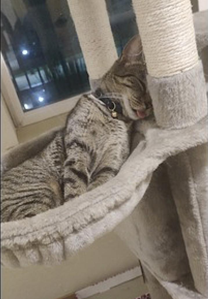 Easter Bunny — thumbnail 2