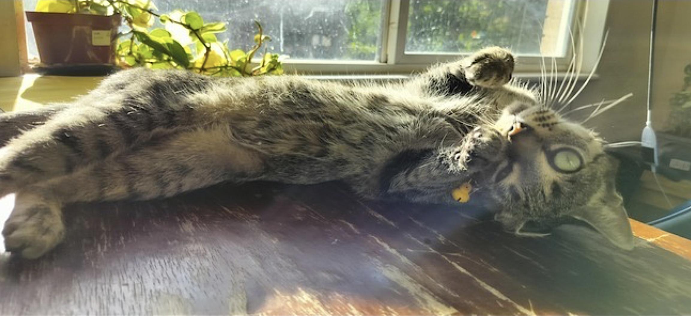 Easter Bunny — thumbnail 5