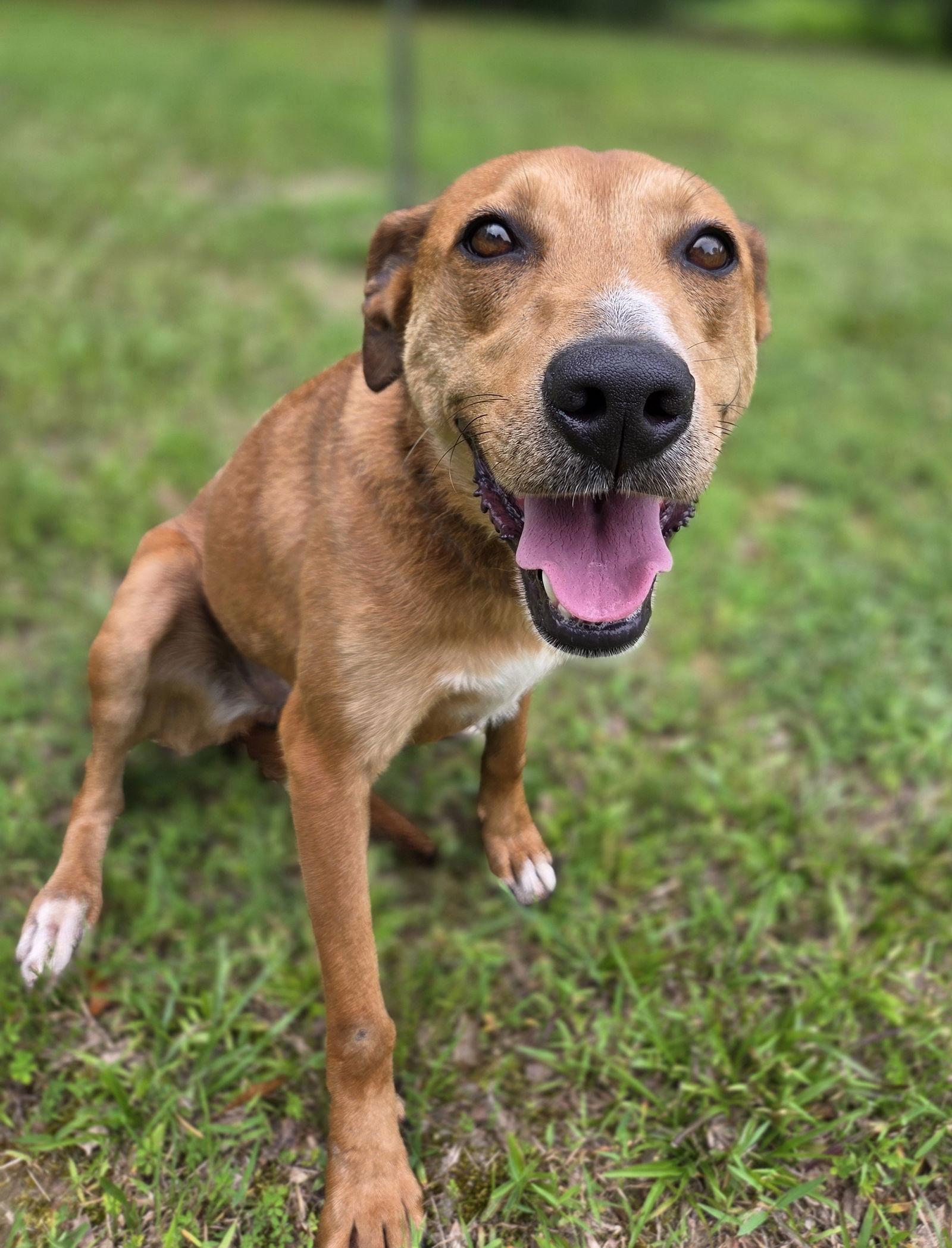 Madison, a Adoptable mixed breed in Attalla, AL image 2/3