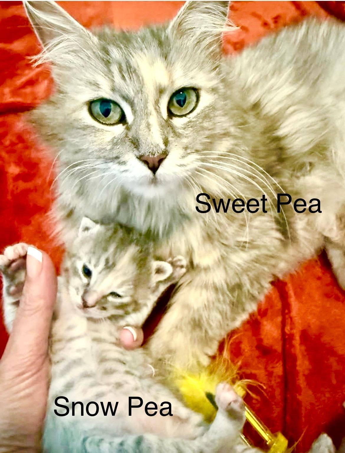 Enlarge Sweet Pea, Snow Pea, Sugar Pea, and Snap Pea, a Adopted mixed breed in Austin, TX image 1/3