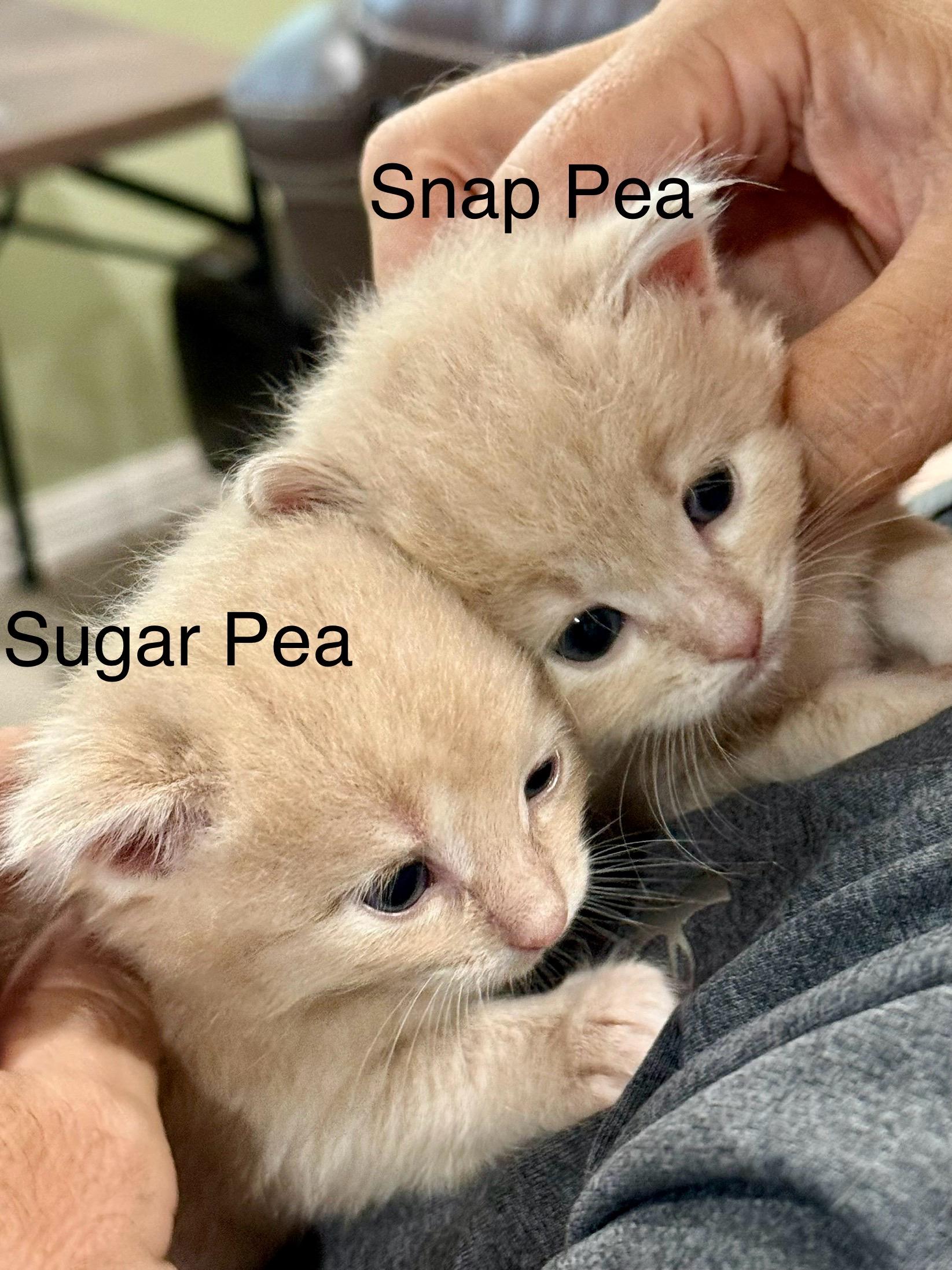 Sweet Pea, Snow Pea, Sugar Pea, and Snap Pea, Adopted, Adult Female Siberian.