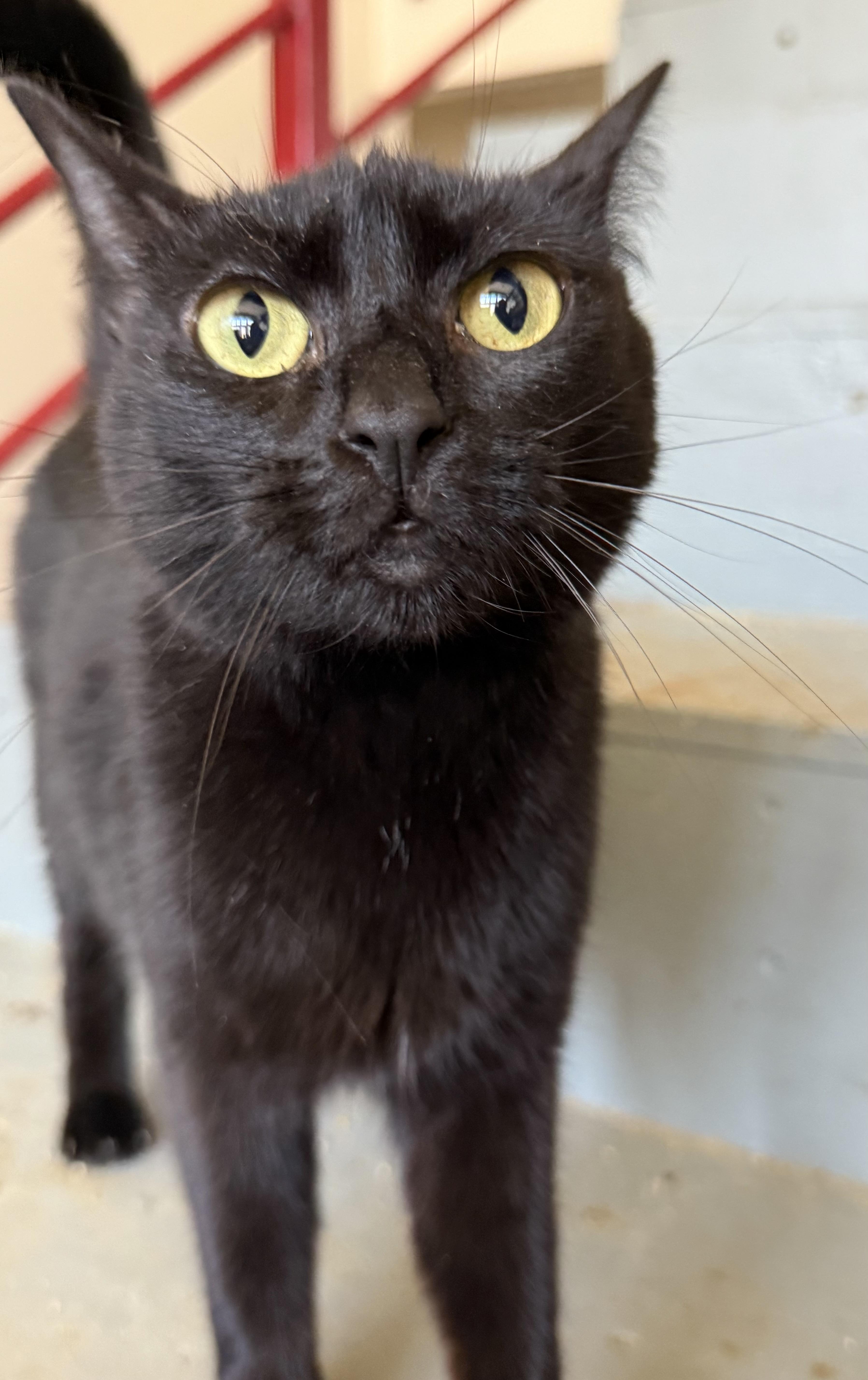 Enlarge Jubilee, an adopted Domestic Short Hair in Crockett, CA image 1/2