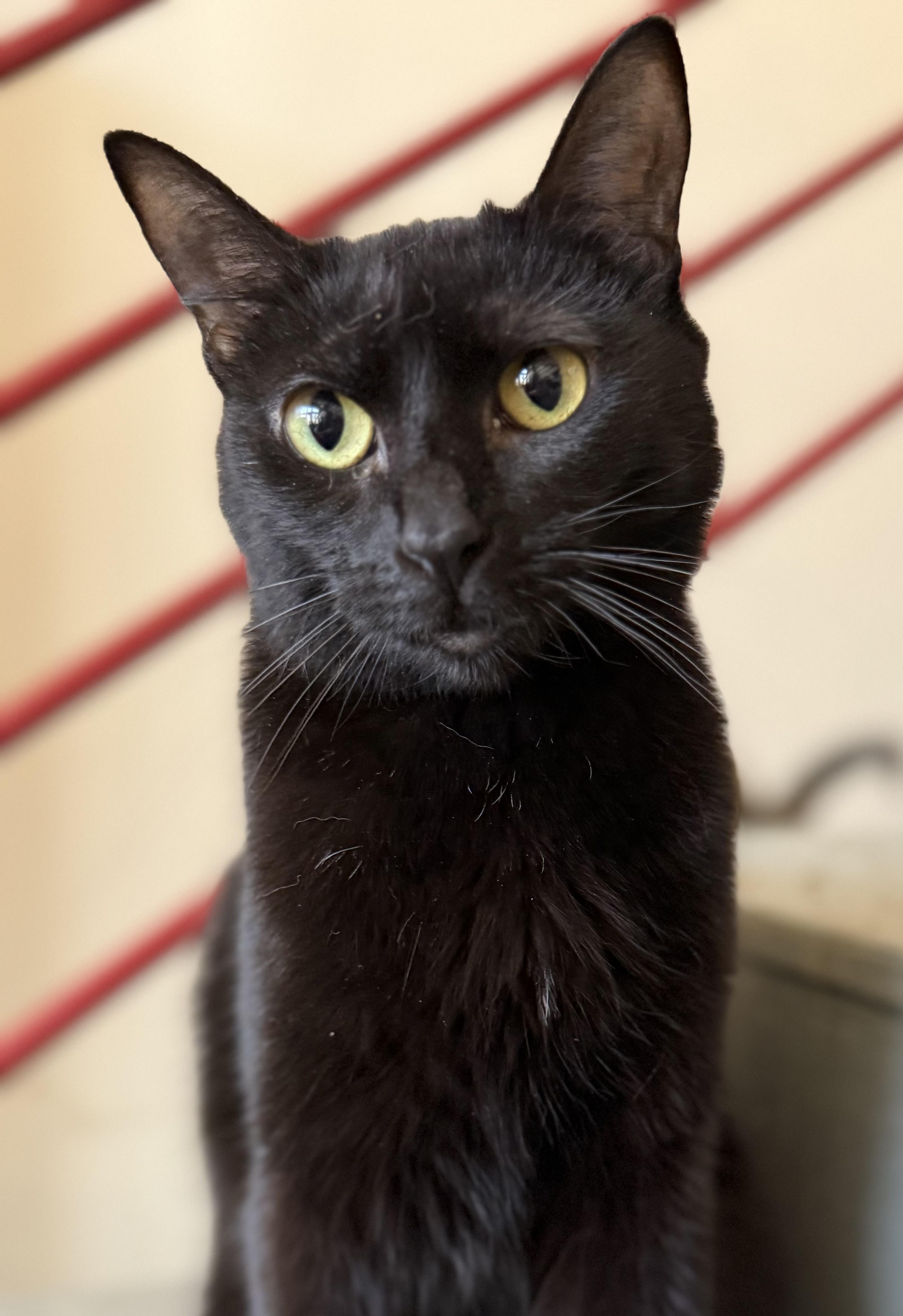 Enlarge Jubilee, an adopted Domestic Short Hair in Crockett, CA image 2/2