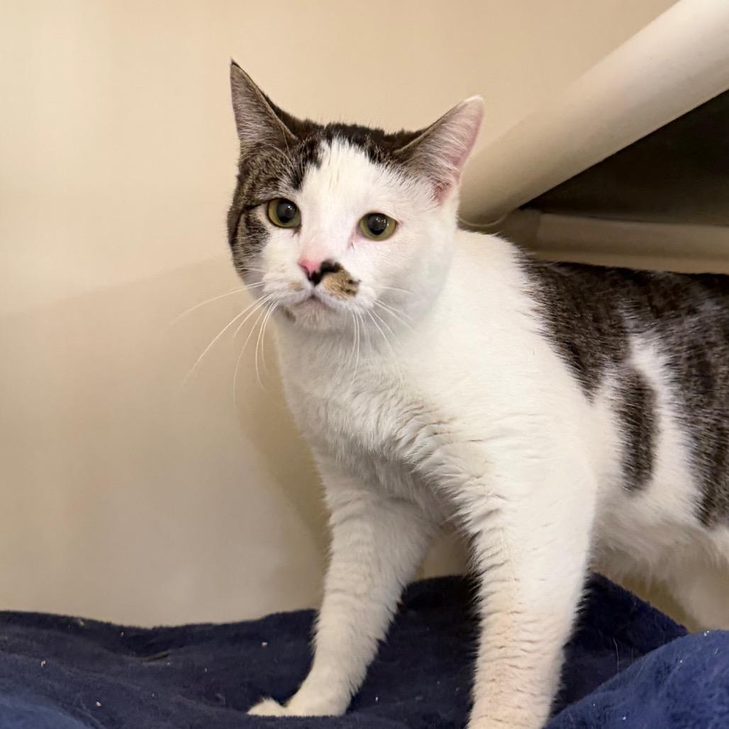 Enlarge Hermione, a Adoptable Domestic Short Hair in Spanish Fork, UT image 1/2