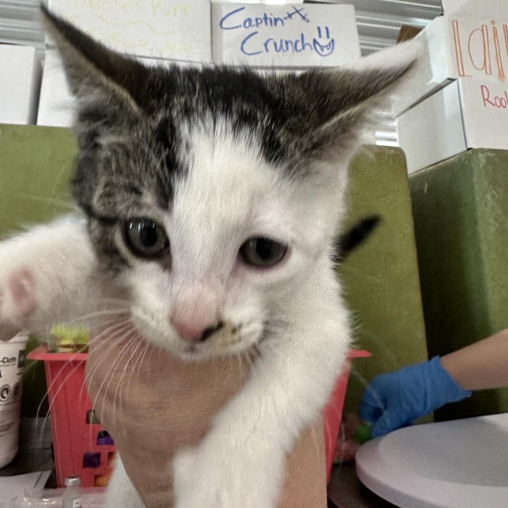 Enlarge Hermione, a Adoptable Domestic Short Hair in Spanish Fork, UT image 2/2