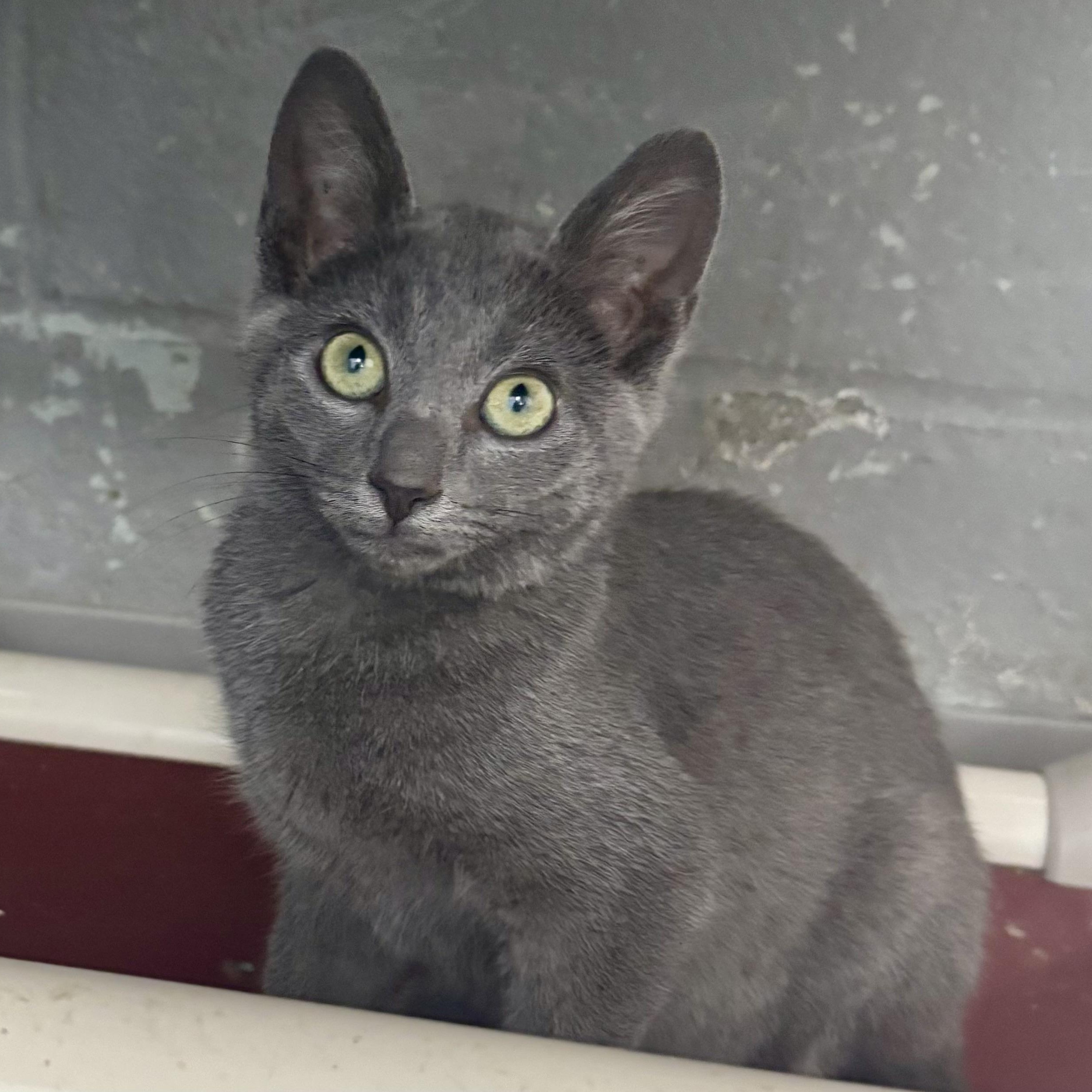 Sushi Roll, adoptable, Kitten Male Domestic Short Hair.