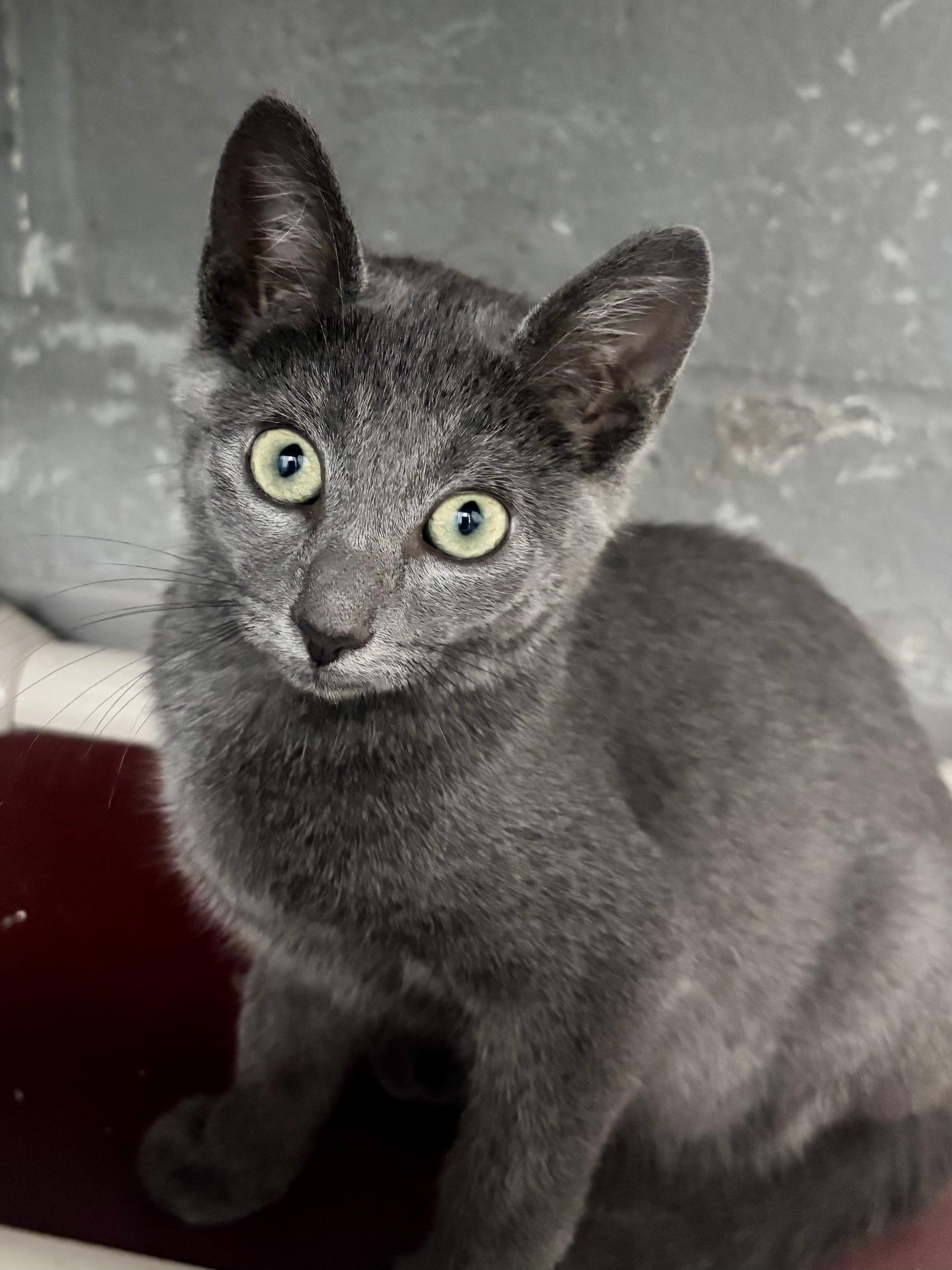 Enlarge Sushi Roll, an adoptable Domestic Short Hair in Bardstown, KY image 3/4