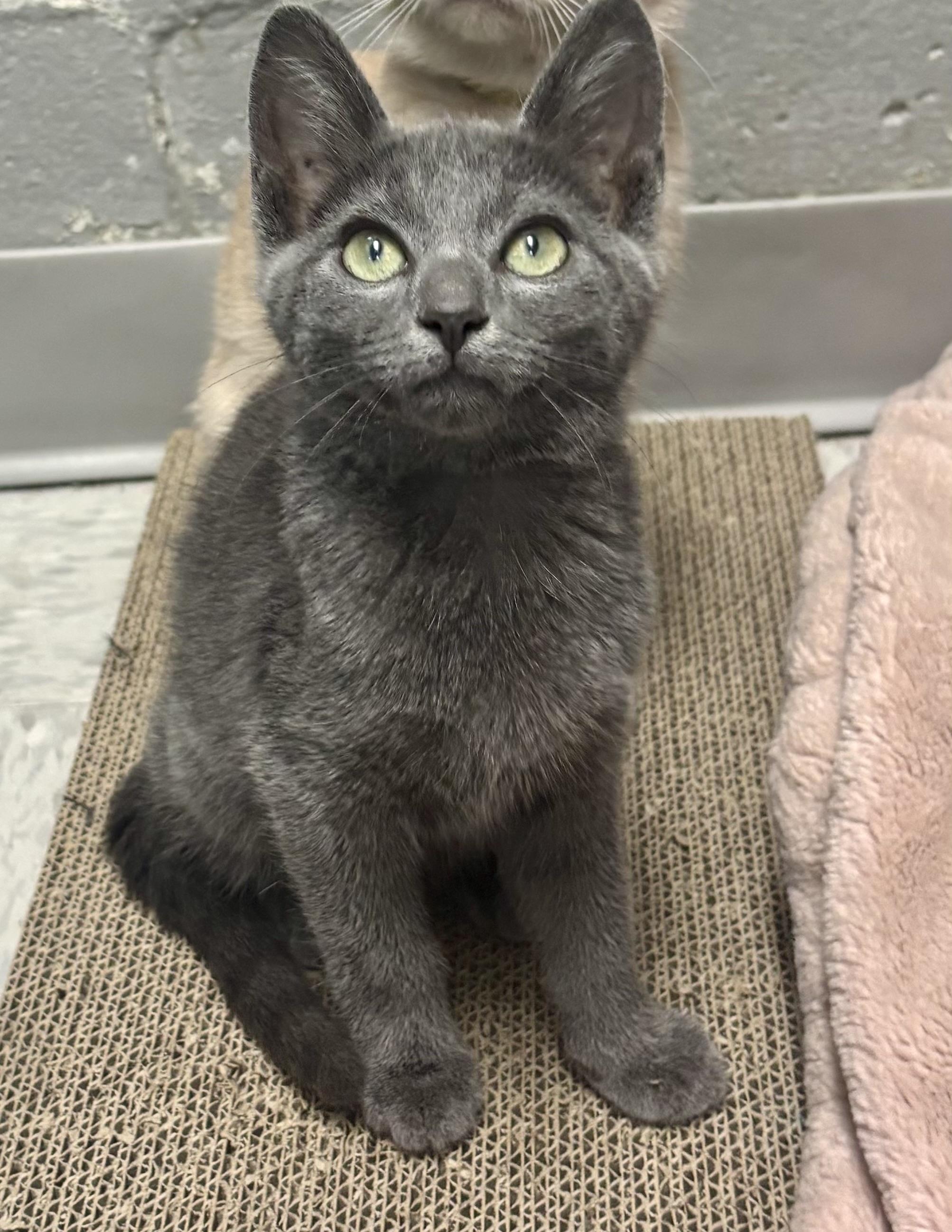 Enlarge Sushi Roll, an adoptable Domestic Short Hair in Bardstown, KY image 4/4