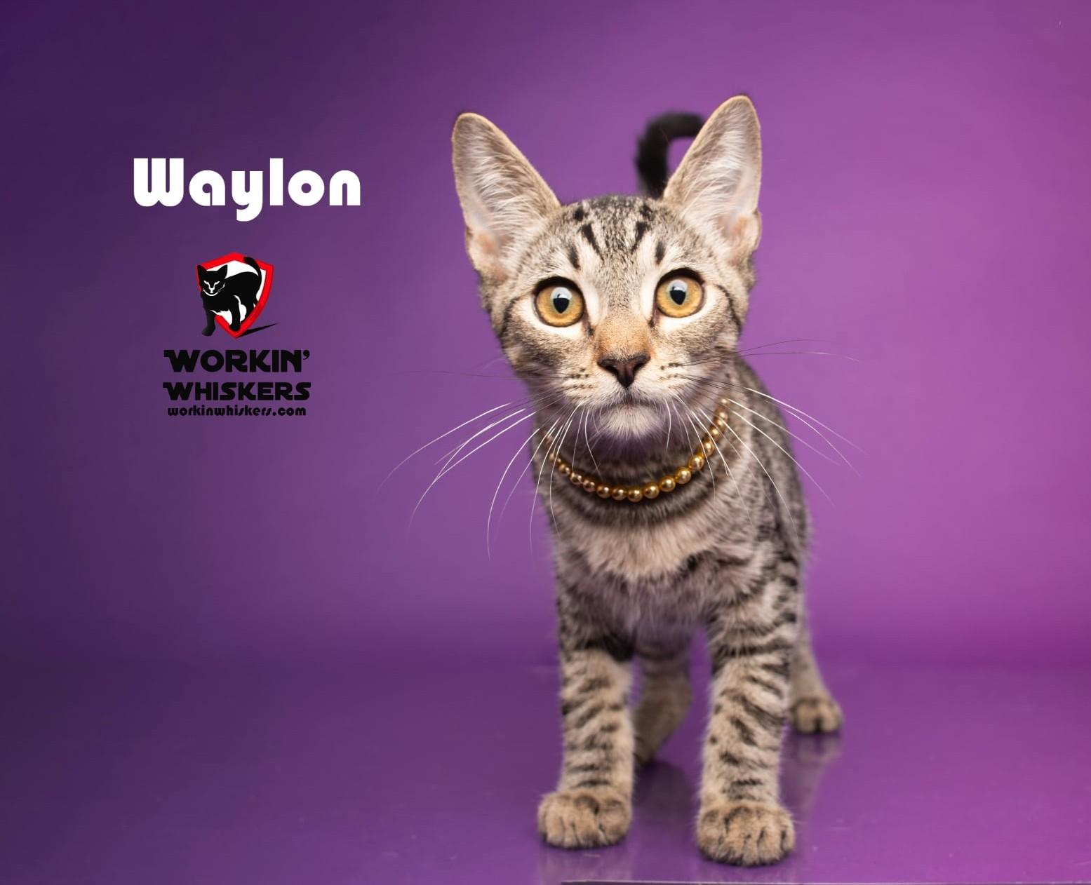 WAYLON, Adoptable, Kitten Male Egyptian Mau & Tabby.