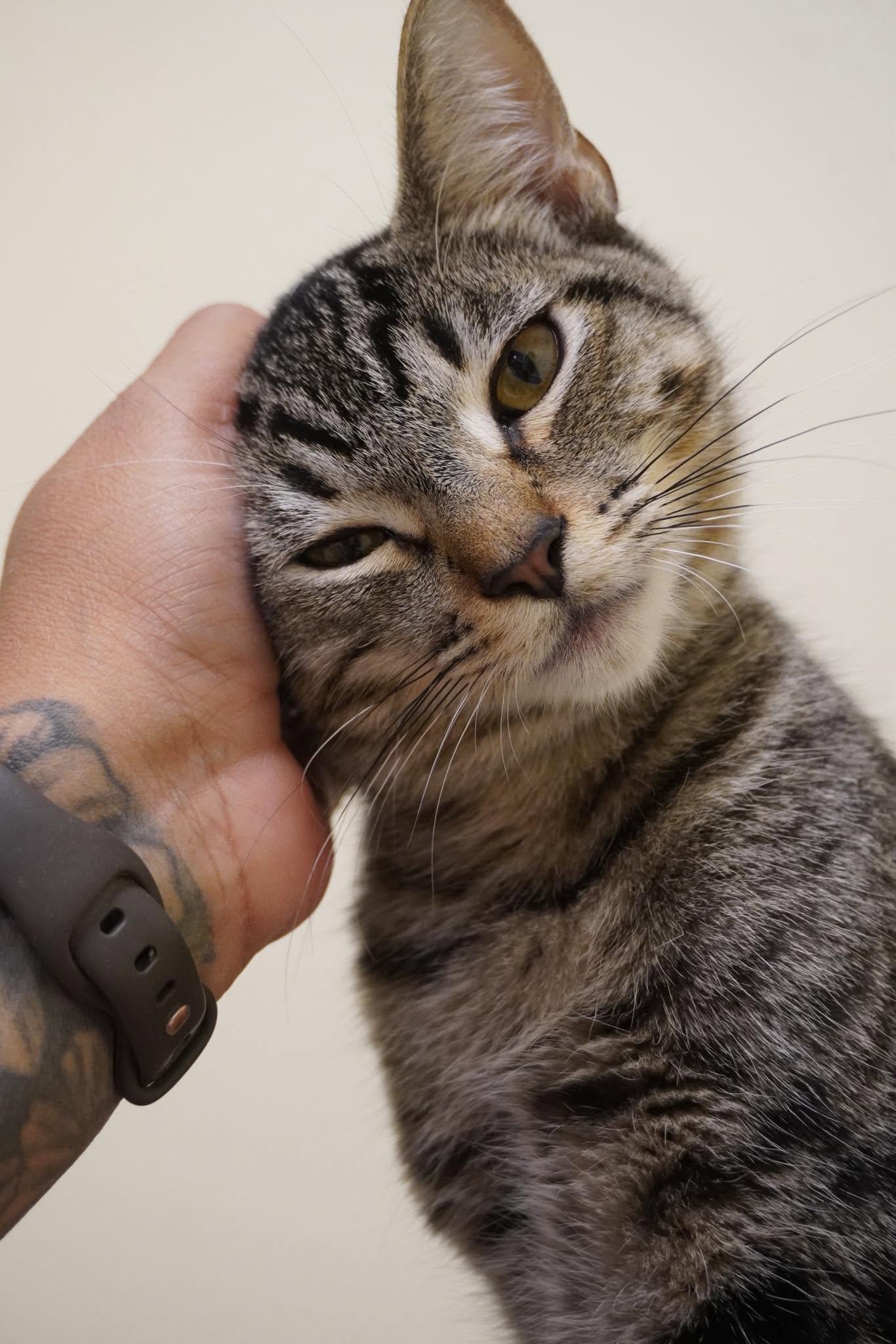 Enlarge WAYLON, a Adoptable mixed breed in Murrieta, CA image 3/6