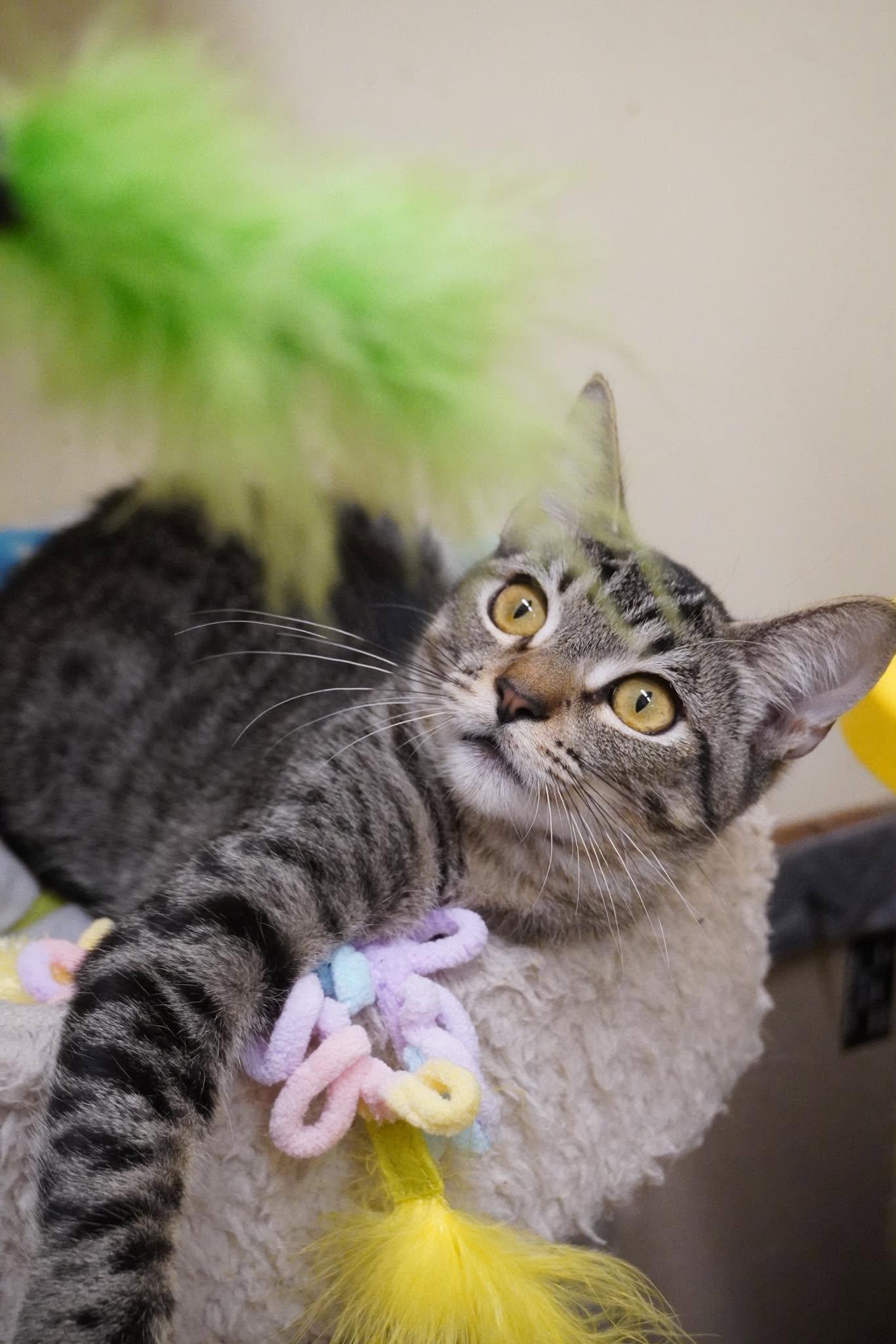 Enlarge WAYLON, a Adoptable mixed breed in Murrieta, CA image 2/6