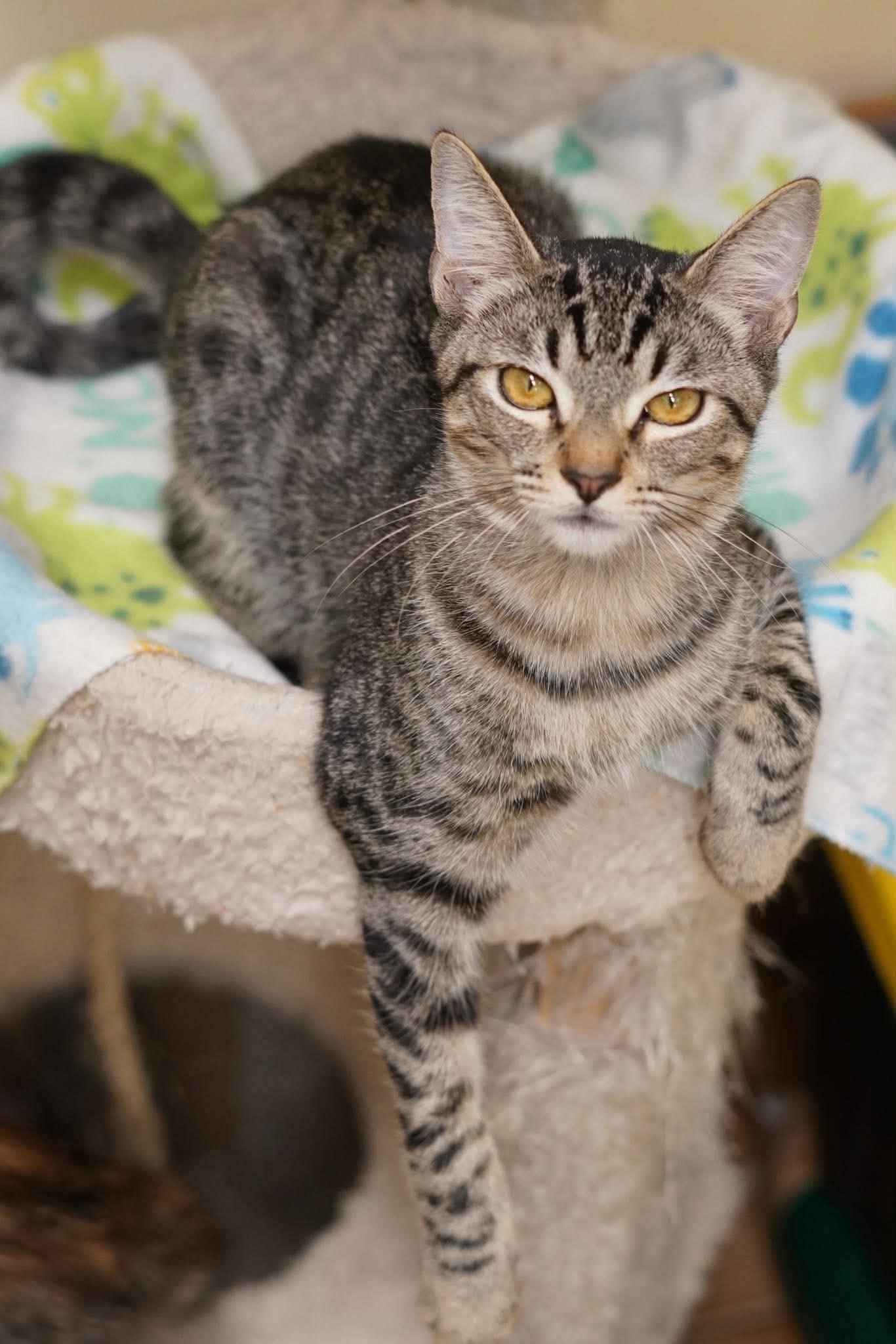 Enlarge WAYLON, a Adoptable mixed breed in Murrieta, CA image 5/6