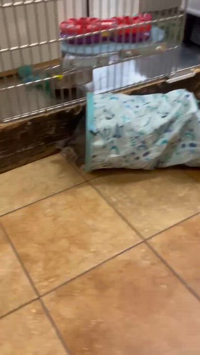 Enlarge WAYLON, a Adoptable mixed breed in Murrieta, CA video 6/6