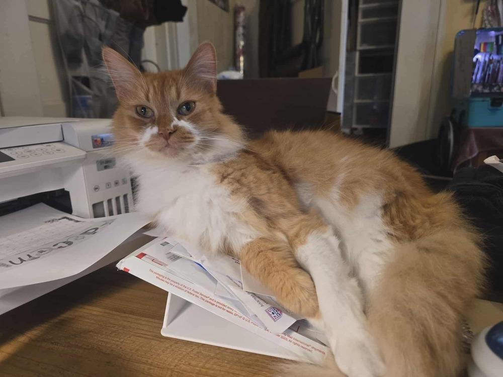 Sebastian, a Adoptable Domestic Long Hair in Plumerville, AR image 1/3