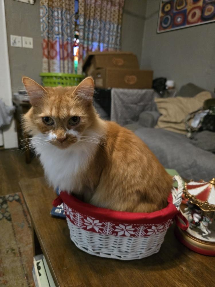 Sebastian, Adoptable, Adult Male Domestic Long Hair.