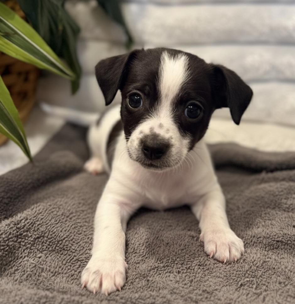 Evie, ADOPTABLE, Puppy Female Chihuahua & Miniature Poodle.