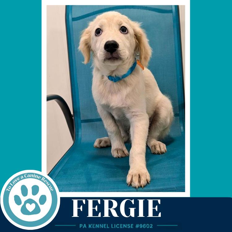 Fergie (The Palace Pups) 071826, a Adoptable mixed breed in Kimberton, PA image 1/4
