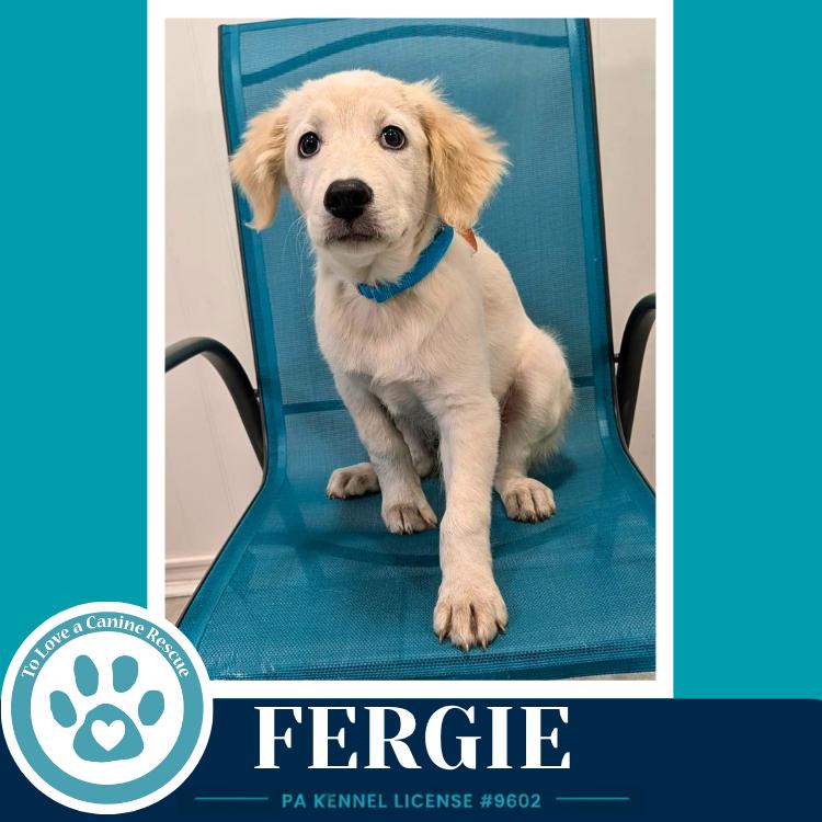 Fergie (The Palace Pups) 071826, a Adoptable mixed breed in Kimberton, PA image 2/4
