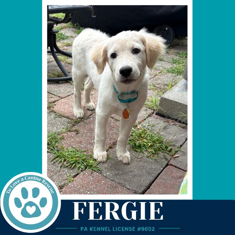 Fergie (The Palace Pups) 071826, a Adoptable mixed breed in Kimberton, PA image 3/4