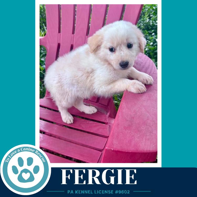 Fergie (The Palace Pups) 071826, a Adoptable mixed breed in Kimberton, PA image 4/4