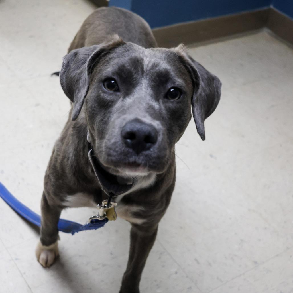 Toast, Adoptable, Young Female Mixed Breed.