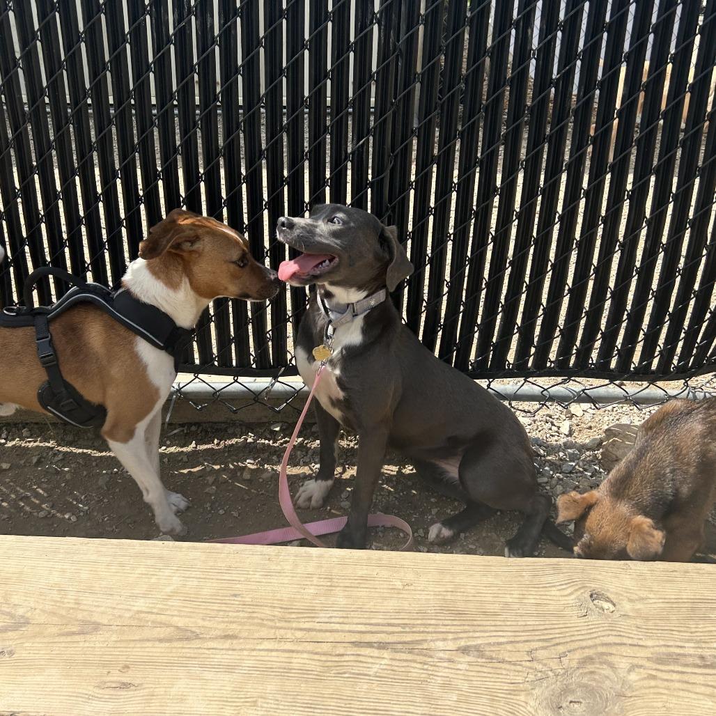 Toast, a Adoptable Mixed Breed in Auburn, AL image 2/6